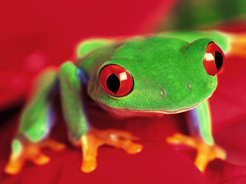 Look at your desktop and see the amazing views of the amusing frogs on it!