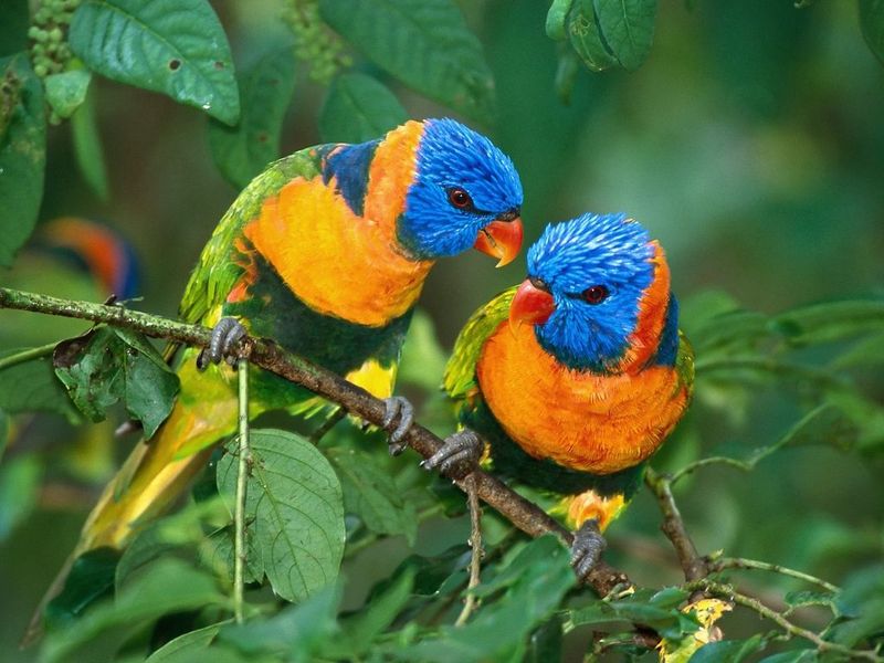 Look at your desktop and see the amazing views of the bright birds on it!