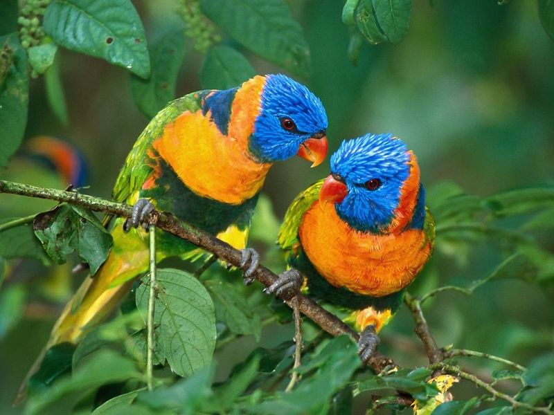 Bright Birds Free Screensaver Windows 11 download