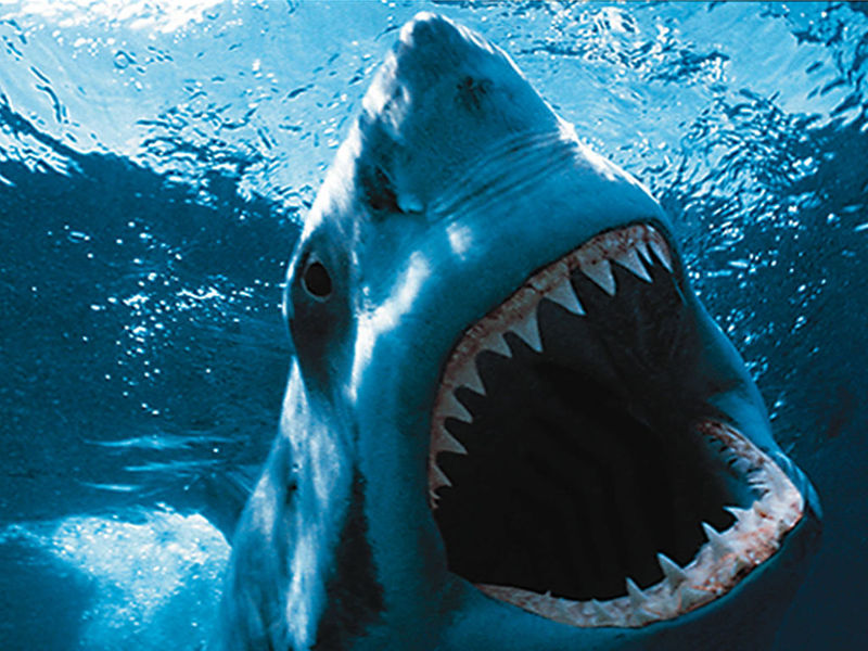 Look at your desktop and see the amazing views of the dreadful sharks on it!