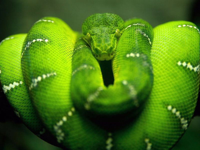 Look at your desktop and see the amazing views of the elegant snakes on it!