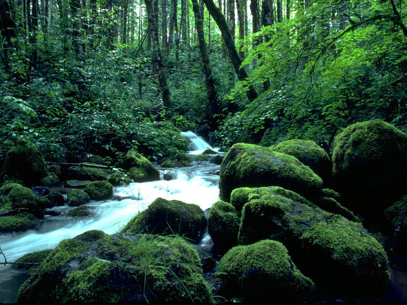 Look at your desktop and see the amazing views of the forest creeks on it!