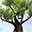Free Tree 3D Screensaver icon