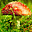 Manifold Mushrooms Free Screensaver icon