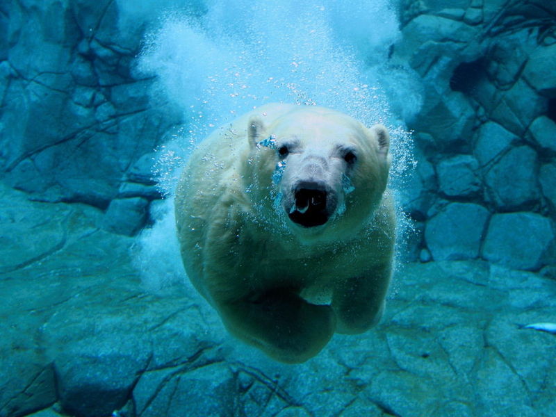 Polar Wildlife Free Screensaver 2.0.2.7 screenshot