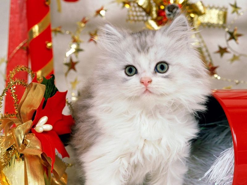 Windows 10 Pretty Kittens Free Screensaver full