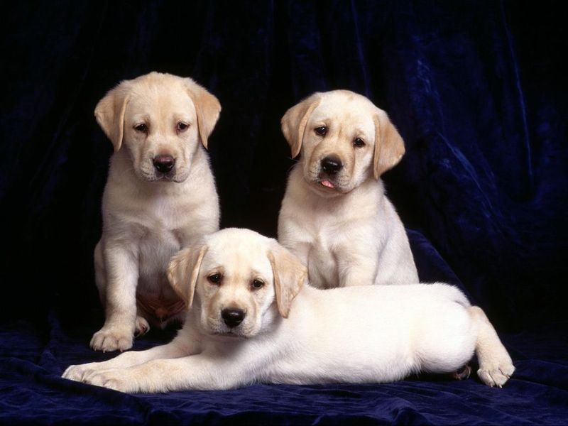 Look at your desktop and see pretty puppies on it!