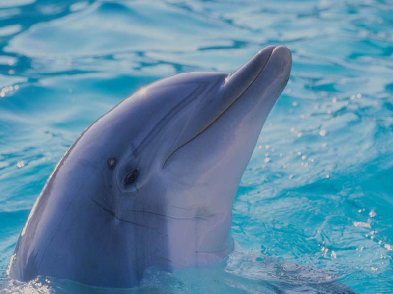 Look at your desktop and see the amazing views of the smart dolphins on it!