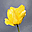 Spring Bloom Free Screensaver icon