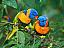 Bright Birds Free Screensaver