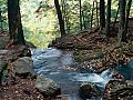 Forest Creeks Free Screensaver: View larger screenshot