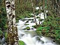 Forest Creeks Free Screensaver: View larger screenshot