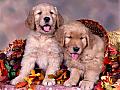 Pretty Puppies Free Screensaver: View larger screenshot