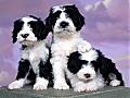 Pretty Puppies Free Screensaver: View larger screenshot